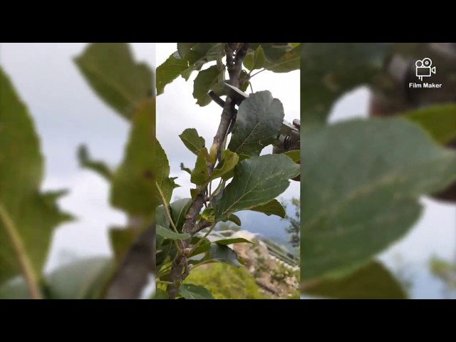 Apple Cuttings Summer Pruning and  Cuttings Full Detail..