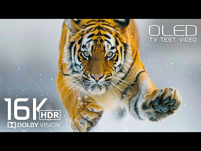 16K Video ULTRA HD OLED test | Breathtaking Dolby Vision HDR for 8K Video/4K Video TV
