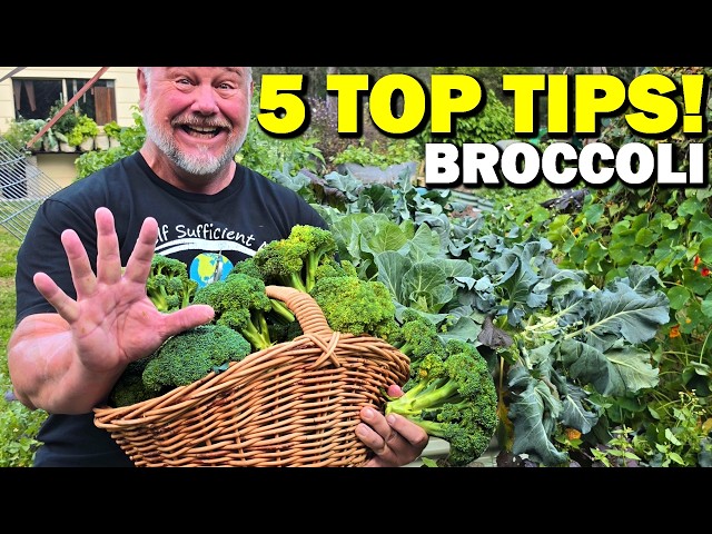 How to grow a ton of broccoli at Home