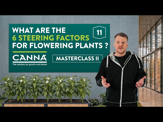 What are the six steering factors to bring my plants into flowering? | CANNA Masterclass - Ep. 11