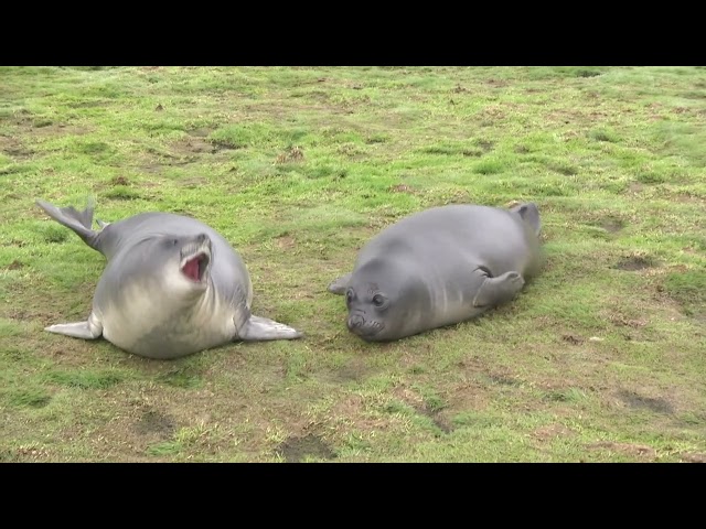 Oscar award-winning performers? Roly-poly Elephant Seal pups act up for the camera.