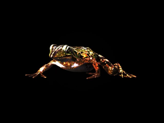 FROG Hologram 3d video | black background | Glowing | Free VFX