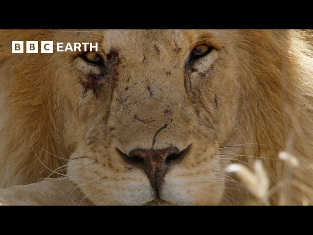 The Extraordinary Animal Kingdom Of Africa | BBC Earth | BBC Studios