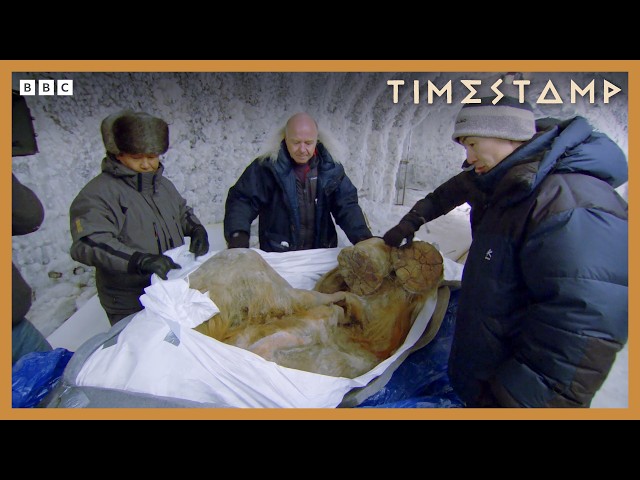Remarkable rare look at a perfectly preserved woolly mammoth | BBC Timestamp