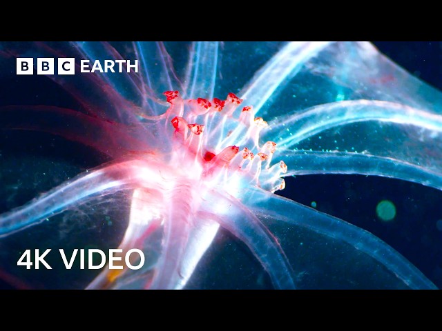 Blue Planet II in 4K Narrated By Sir David Attenborough | BBC Earth