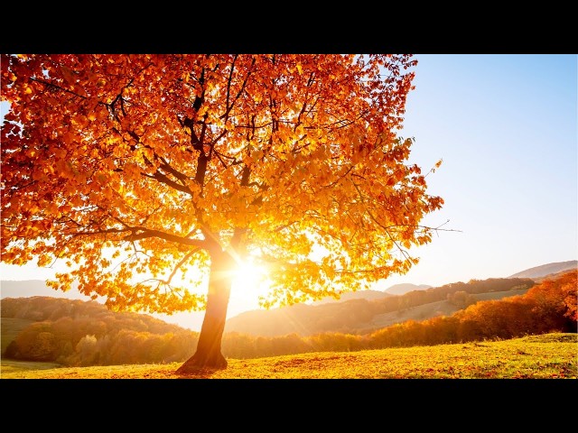 "The Flowers of Autumn" Beautiful Relaxing Music, Peaceful Soothing Instrumental Music by Tim Janis