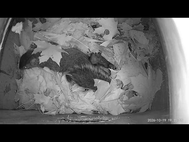 He Brought a Friend Home for the Night! 🐿️🐿️