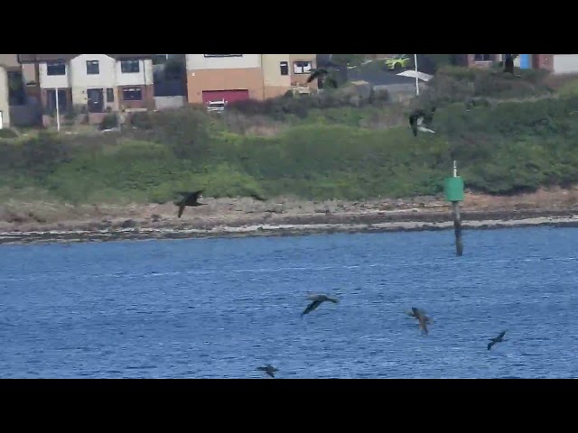 Gannets (most juveniles) - Inverkeithing Bay - 21/09/26