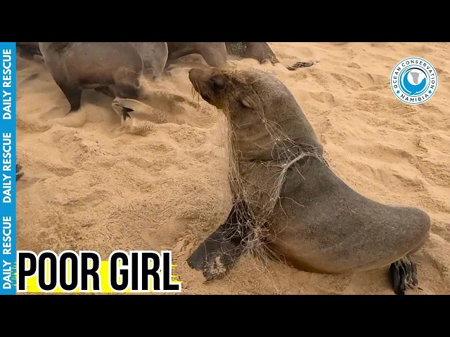 Hundreds Of Fishing Lines Were Strangling This Young Seal