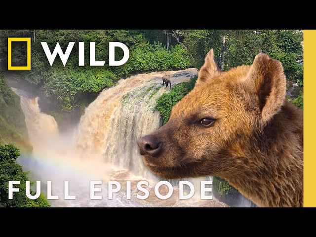 Welcome to Africa (Full Episode) | Africa Earth's Wild Home | SPECIAL | Nat Geo Animals