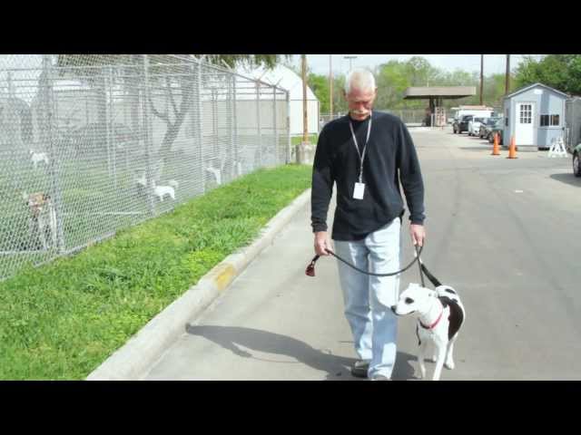 BARC Houston | Don's Pet Adoption Story