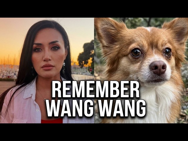Remember Wang Wang - why a stray dog mum in China touched so many people's heart