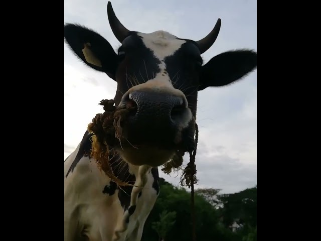 Animales de la Granja audios y videos... #animalesdelagranja #animalessueltos