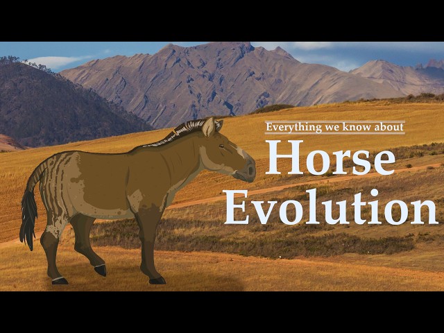 Horse Evolution Explained