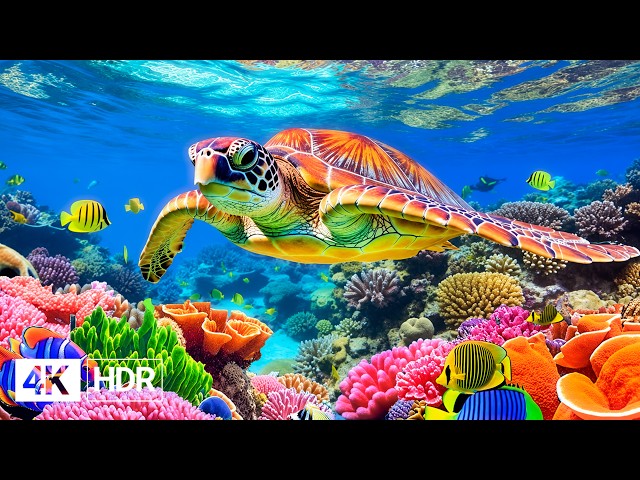 🌊 Deep Ocean in 4K | Colorful Coral Reef Fish & Stunning Underwater Documentary | Stress Relief
