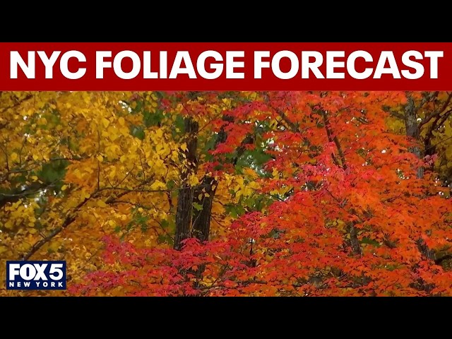 2026 Fall foliage forecast for NYC
