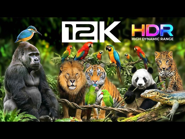 12K HDR 60FPS | The Most BEAUTIFUL Animals on Earth (Ultimate OLED TV Test)