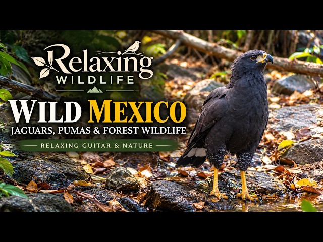 Wild Mexico: Jaguars, Pumas & Forest Wildlife | Relaxing Guitar & Nature