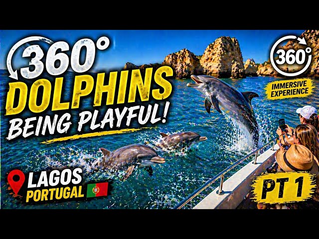     Dolphins Playing With Us in 360° 🐬 | Lagos Ocean Experience PT1