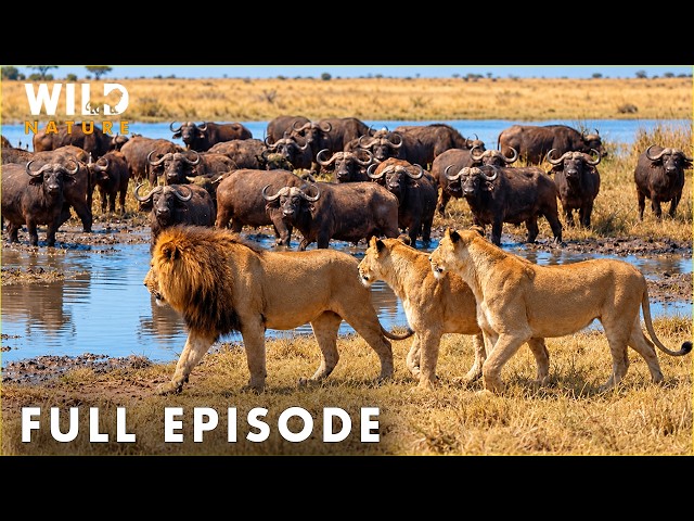 WILD LUANGWA | Drought, Death and the Fight to Survive | FULL EPISODE | Wildlife Documentary