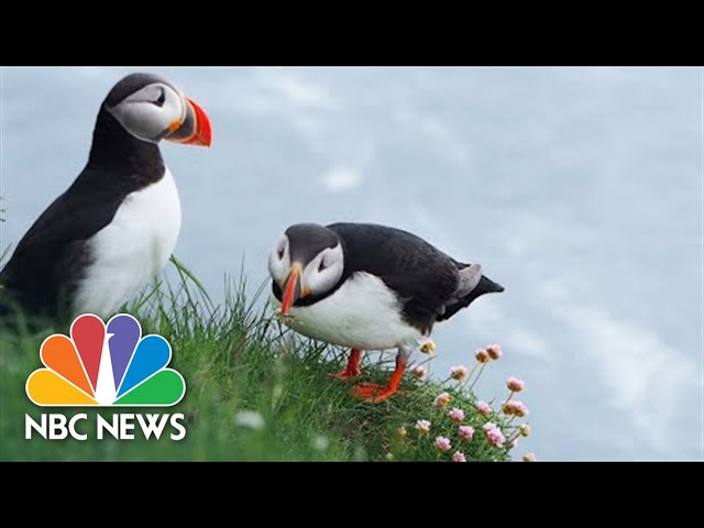 How The Adorable Atlantic Puffin Came Back From Near Extinction | Nightly News Films