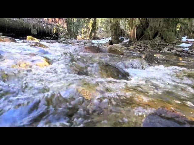 Gentle Forest Stream Sound | 1-Hour Seamless Loop for Sleep, Study & Relaxation