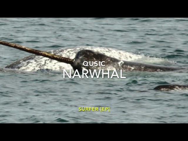 Narwhal [4:30]