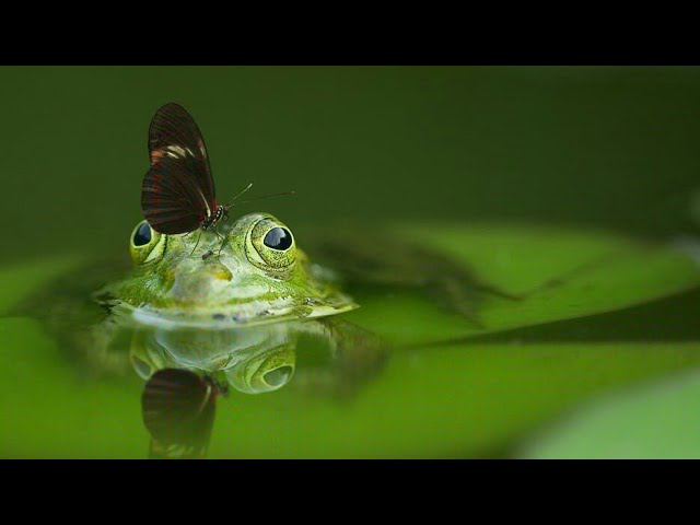 The World of Animals in 8K ULTRA HD|BRIGHT WORLD|