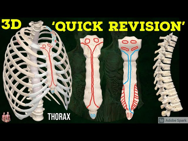 3D Thorax Osteology - Quick Revision | Thoracic cage | Sternum | Ribs | Vertebrae | Anatomy Decoded