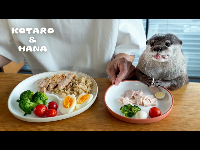 Otters Eat Protein-Packed Lunch with Dad