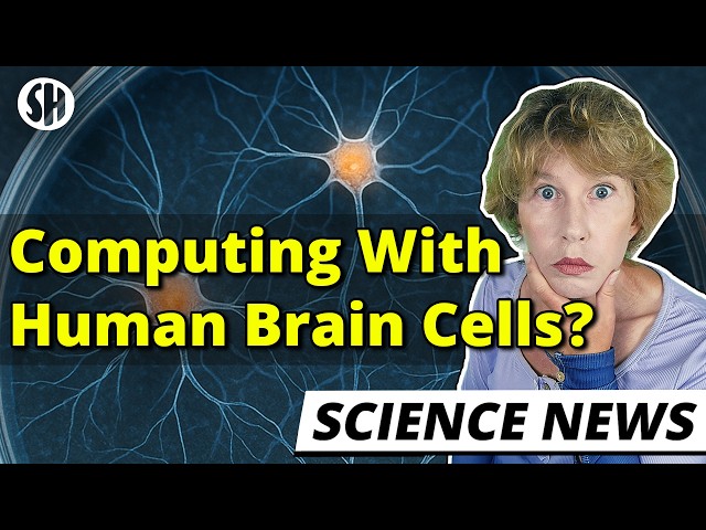 Crazy: Scientists Compute With Human Brain Cells