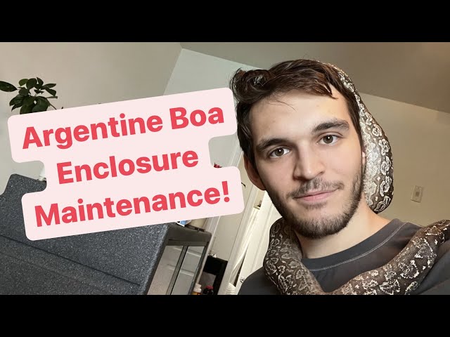 Argentine Boa Enclosure Maintenance!
