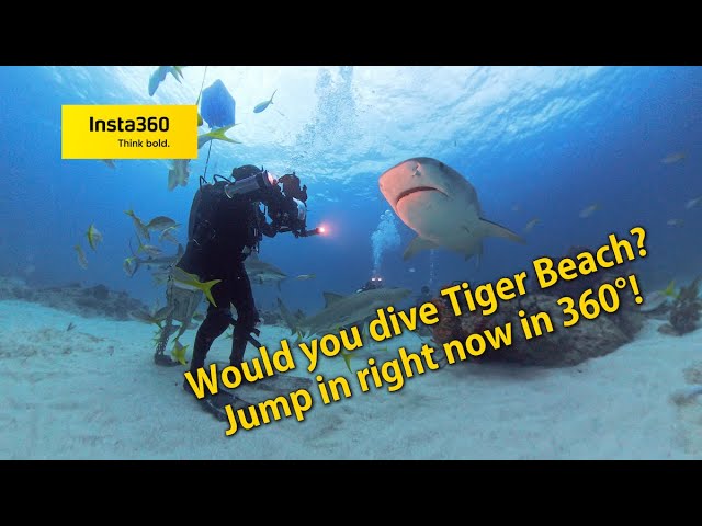 I Dropped an Insta360 Camera Among Tiger Sharks & Reef Sharks at Tiger Beach. They Came THIS Close!