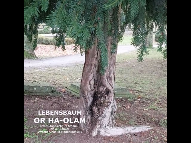 Der Lebendige Baum Lichtwurzeloffenbarungsfilmmusik Gottes Angesicht im Lebensbaum Immanuel Lied