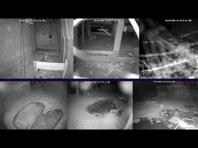 Baby Piglets! Hen Stream Homestead Live (Happy Animals