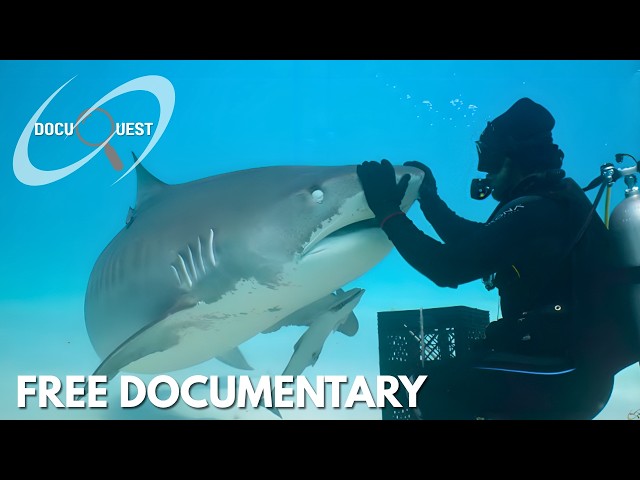 Inside the Ocean’s Secret Battle for Survival | FREE DOCUMENTARY
