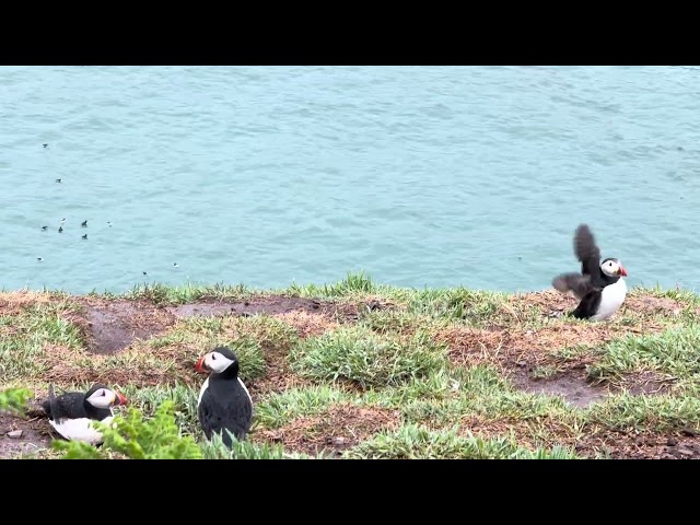 Skomer Island Puffins, May 2025