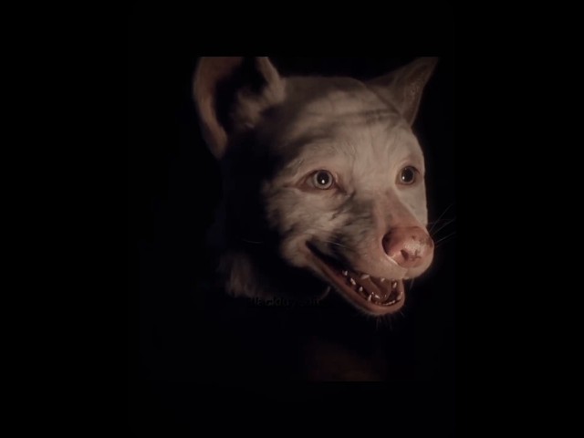 He deserved so much better… || #mowgli #fyp #viral #sad