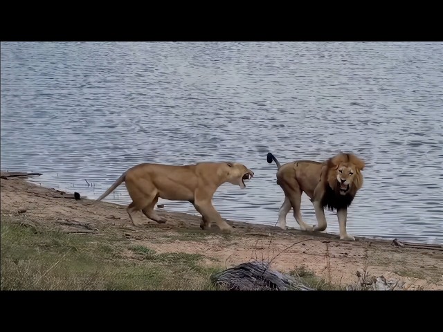 Male Lion is way too scared of these lionesses