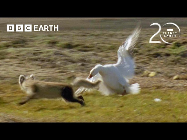 Arctic Fox vs Snow Geese | 20 Years of Planet Earth | BBC Earth