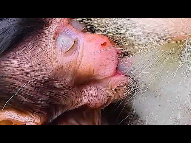 Monkey & Primates, Baby Monkey Very Need Milk, Tries Beg Mom For Milk, BBC Earth Wild Nat Geo