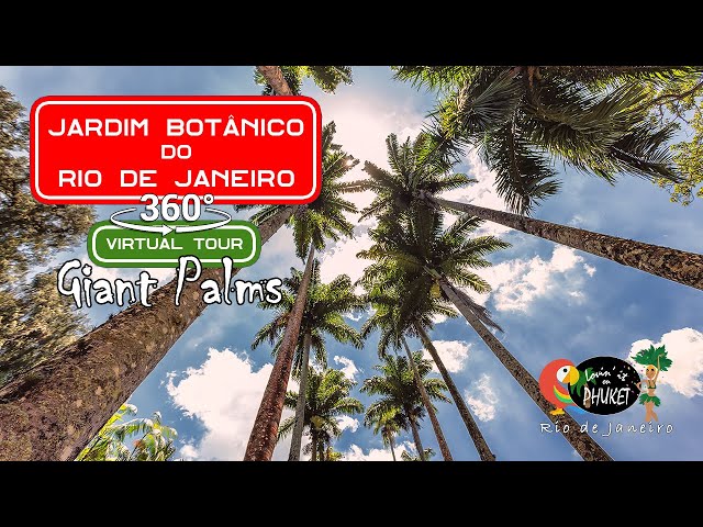 Giant Palm Tree Walk 360 VR Virtual Tour, Rio Botanical Gardens