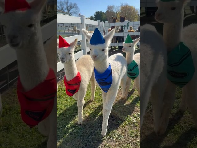 The farm got a little more colorful❤️💚💙