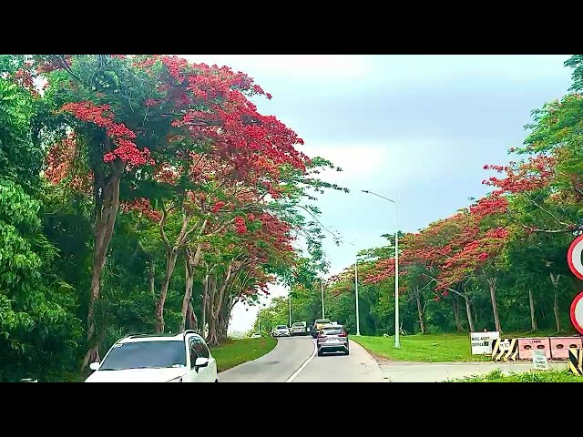 AGE Fire Tree Entrance 🔥 real time, Philippines, 22 June 2026