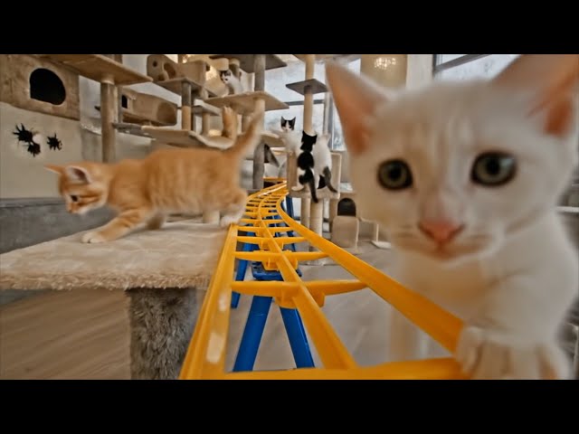 Cat Encounter Ride Roller Coaster