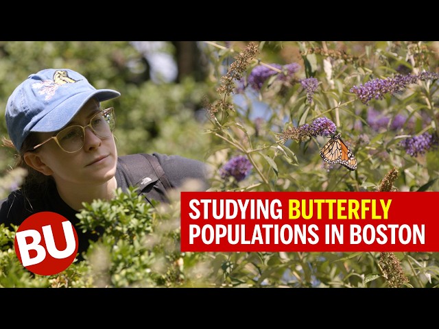 Citizen Science in Action: Butterfly Surveys at Boston's Rose Kennedy Greenway | Boston University