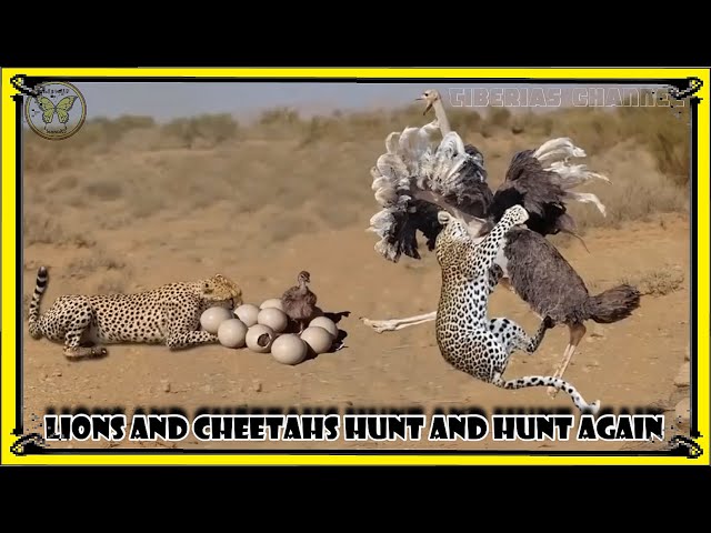 Lions and cheetahs hunt and hunt again/Animal Planet/bbc/bbc earth/Nat Geo Wild/wildlife/Nature wild