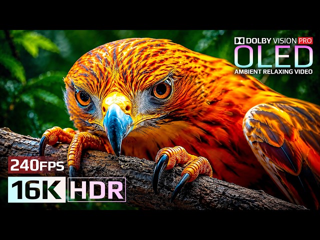 The Most Stunning 16K HDR Video Yet | OLED Showcase for 8K/4K TVs