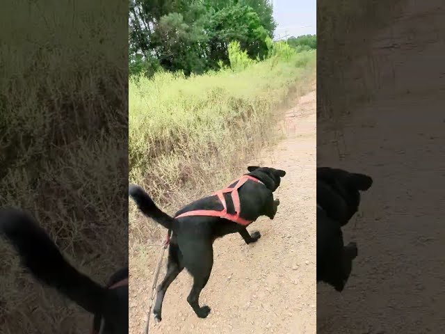 Bikejoring-Dryland Dog Sled, Shadow, Channel, and Myself Personal LIVE update for Last Quarter 2026.