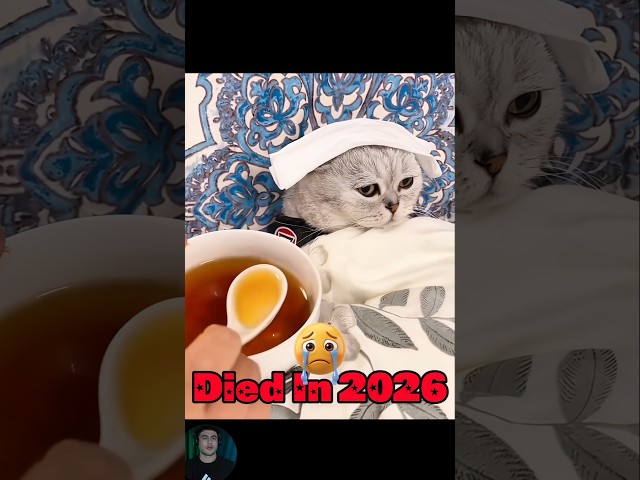 The Most Legendary Cat & Dog Memes (Then Vs Now) 😱